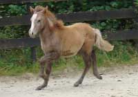 vHengsteJ07_08-2.jpg (5316 Byte)