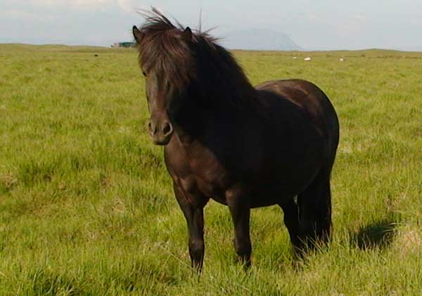 &THORN;&oacute;rd&iacute;s &copy; Abendroth 